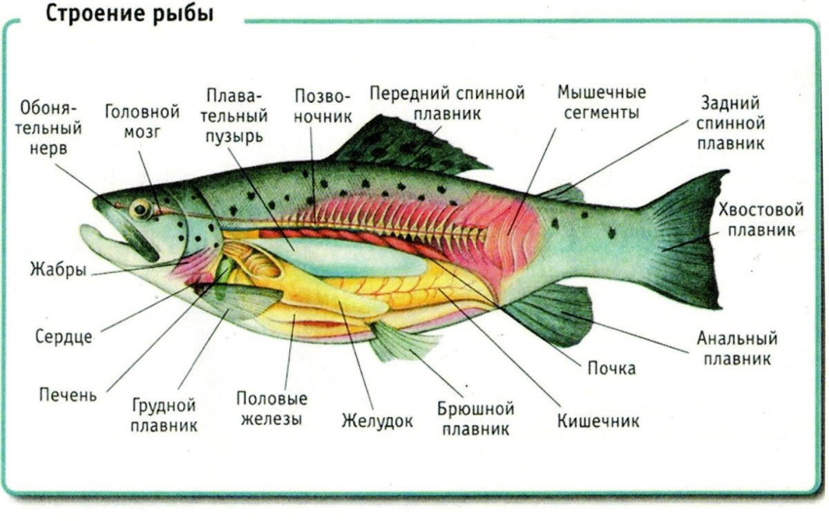 Строение и природа рыб