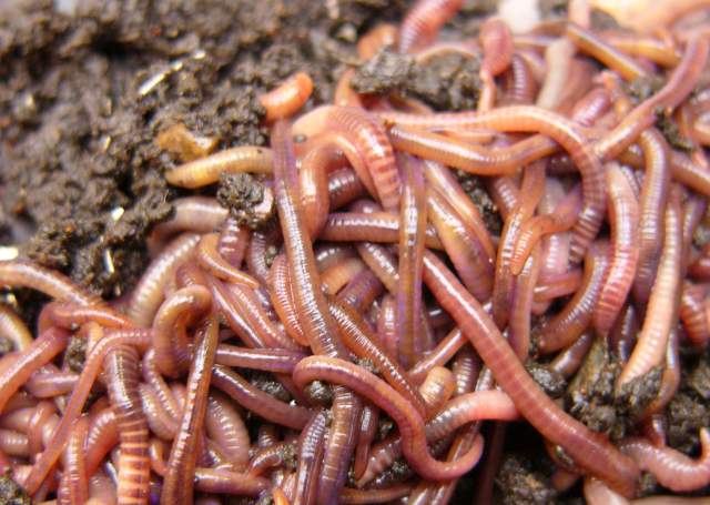 О черве, разведение червя дома