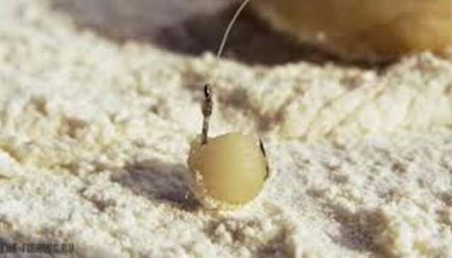 Приманки из теста для рыбалки