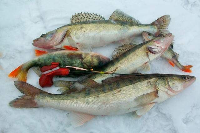 Блеснение судака по первому льду
