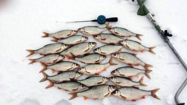 Ловля плотвы по первому льду