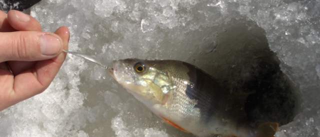 Ловля вертикальным блеснением